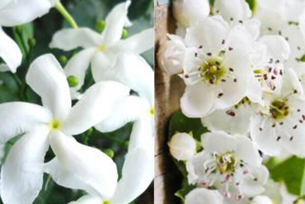 Kvet jazmínu a kvet hlohu – zložky komplexu EYE’FECTIVE®.