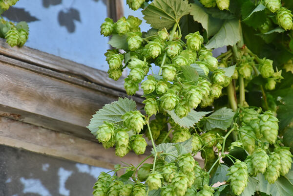 Zrelé chmeľové šištice rastúce pri drevenom okne.