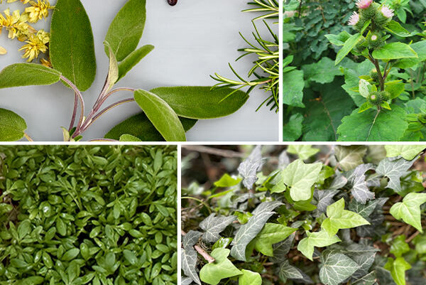 Koláž bylín a rastlín používaných v kozmetike – šalvia, lopúch, brečtan a ďalšie.