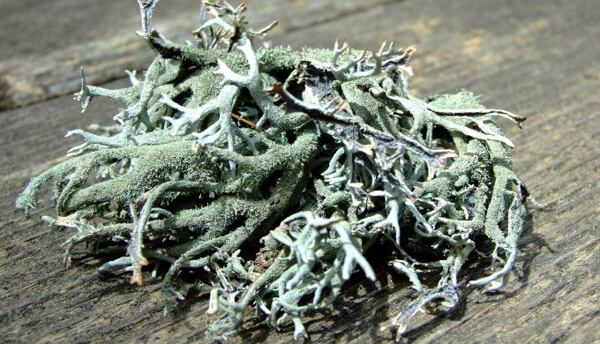 Extrakt z lišajníka