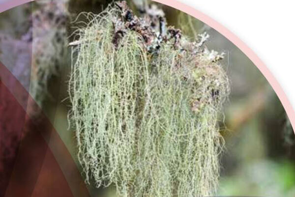 Prírodný lišajník - surovina pre kozmetické extrakty s upokojujúcimi účinkami.