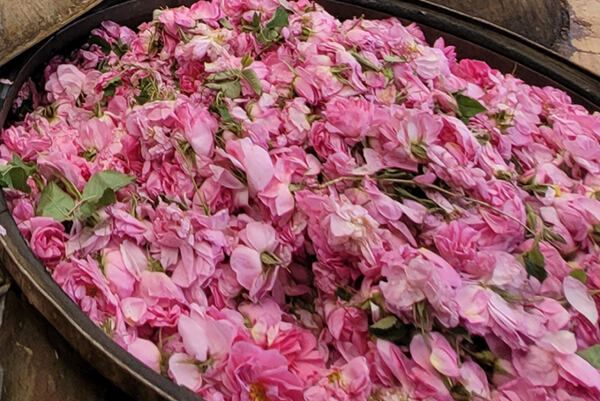 Kôš plný čerstvo nazbieraných ružových kvetov pripravených na ďalšie spracovanie.
