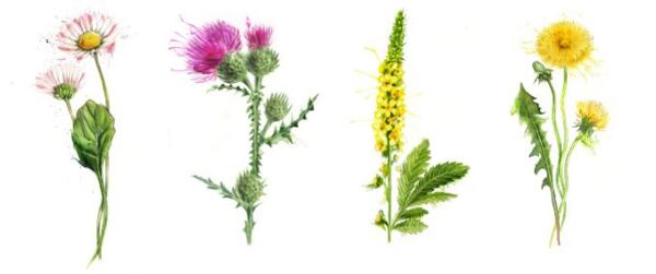 Sedmokráska, pestrec, repík a púpava