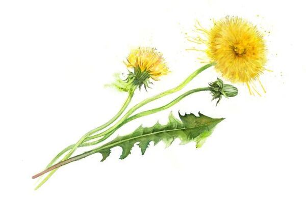 Botanická ilustrácia púpavy s dvoma žltými kvetmi a zubatým zeleným listom