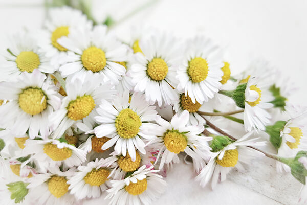 Fresh-picked daisy flowers on a light background.
