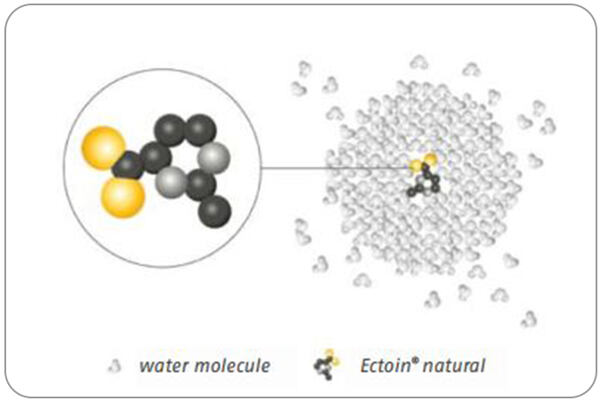 Molekulární model Ectoinu obklopený molekulami vody – schéma účinku.