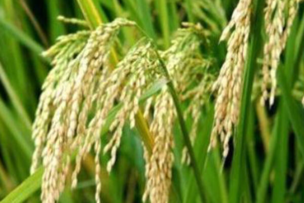 Zrelé klasy ryže ako zdroj rastlinného proteínu.