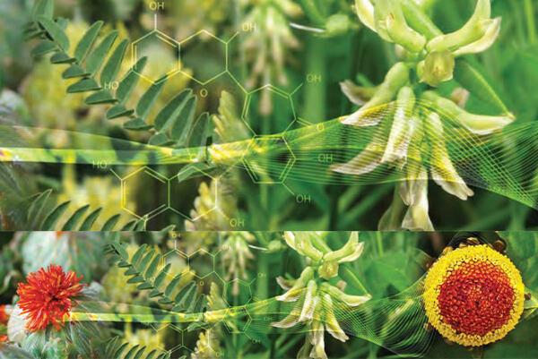 Kvety rastlín s molekulárnou štruktúrou LIFT OLÉOACTIF®.