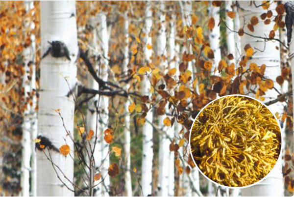 Koláž brezového lesa a morskej riasy.