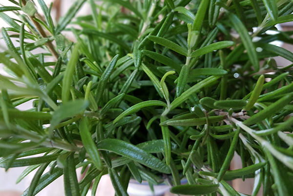 Čerstvý rozmarín – detail zelených ihlicovitých lístkov.