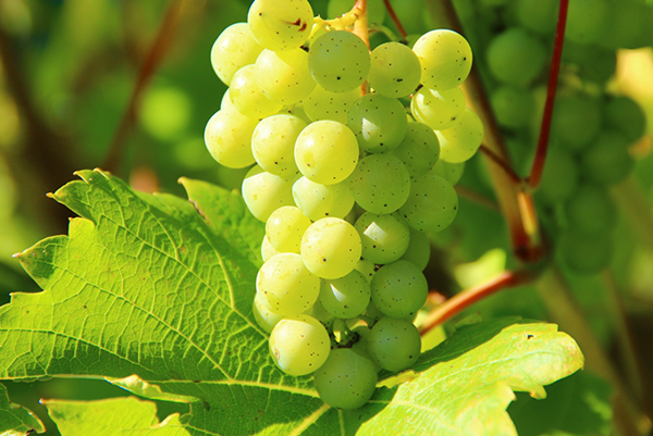 Zelený strapec viniča na slnku.