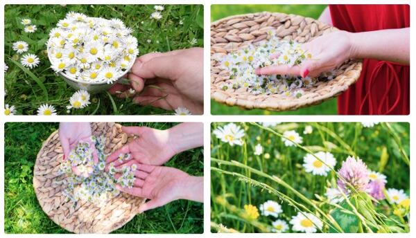 Sedmokráskový extrakt