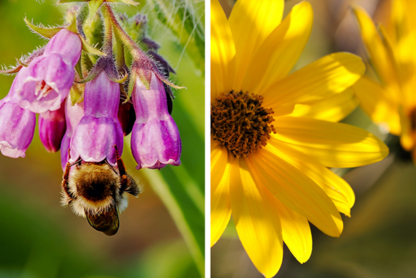 Detail kvetu arniky a kostihoja s čmeľom.