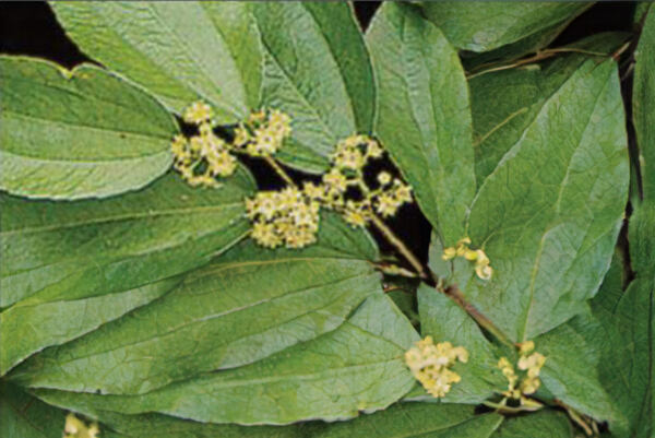 Listy a kvety stromu cicimku v zložke DANDRILYS®.