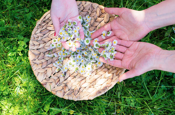 Ruky držiace sedmokrásky nad prútenou podložkou na zelenej tráve
