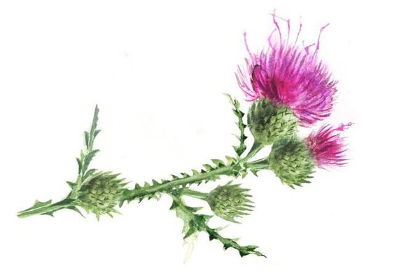 Botanická ilustrácia pestreca s fialovými kvetmi a ostnatými zelenými pukmi