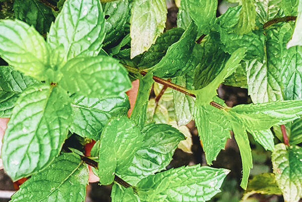 Detail zelených lístkov čerstvej mäty.