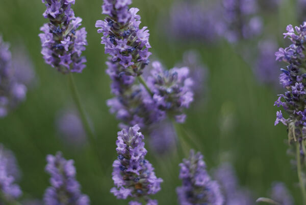 Fialové kvety levandule na lúke v plnom kvete.