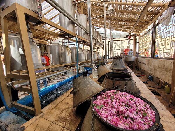 Česká vinná réva