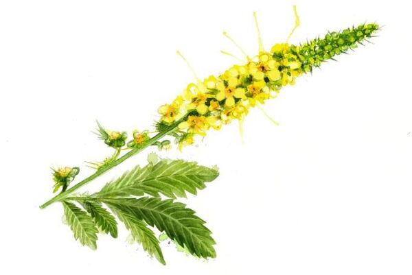 Botanická ilustrácia repíka s jasne žltými kvetmi a pílkovitými zelenými listami