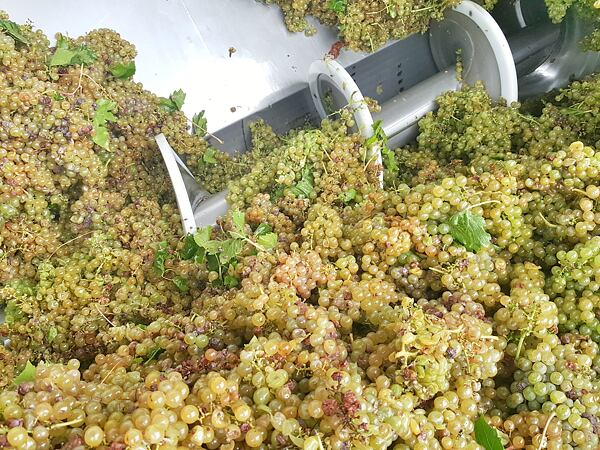 Česká vínna réva