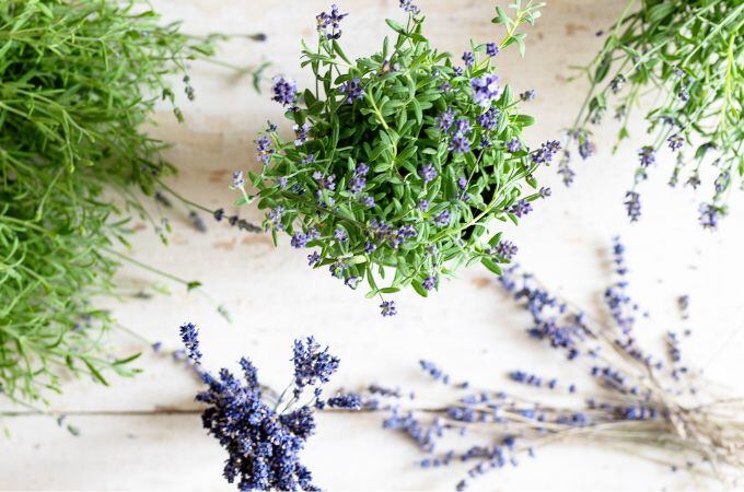 Levanduľa v novom: Rozhovor s kreatívnou riaditeľkou Manufaktury