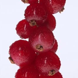 EdP LOVE STORY – Ruža, ríbezľa & jazmín